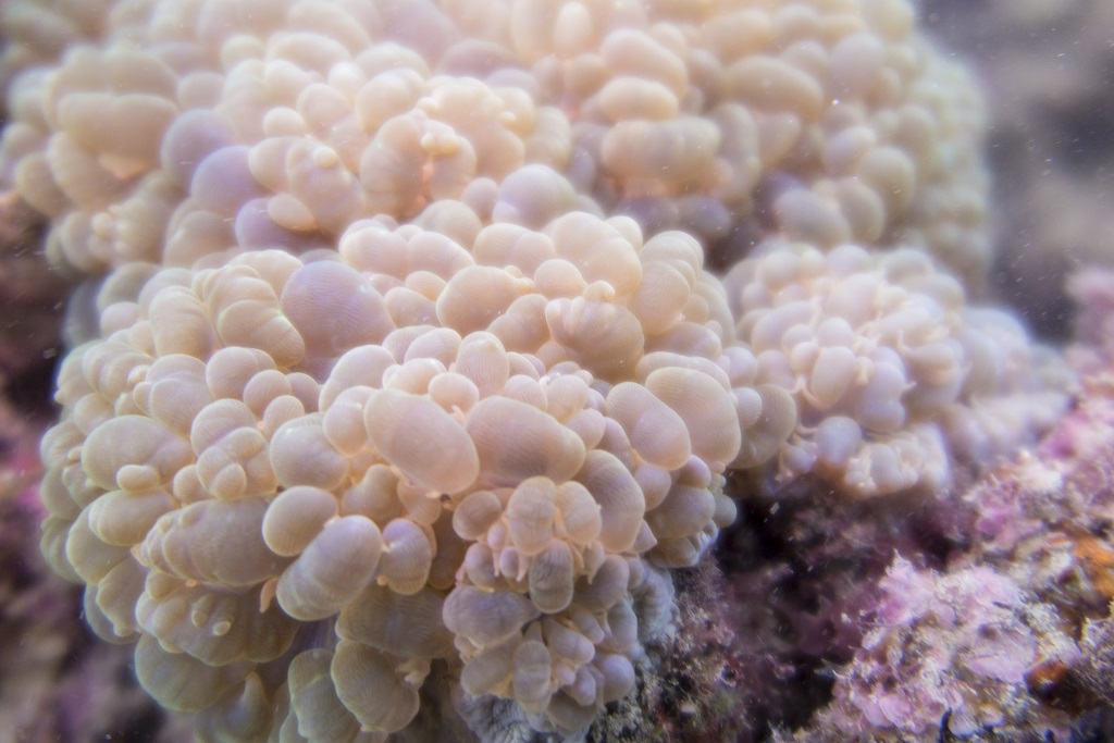 PowerShot G1 X Mark II underwater photograph 1